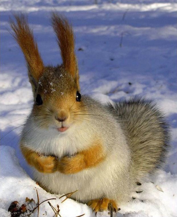 squirrel, ears, winter