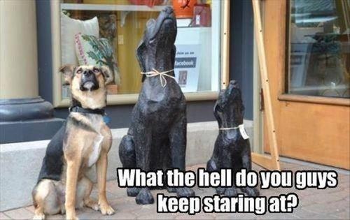 what the hell do you guys keep staring at?, dog confused by dog statues