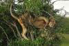 lion stuck in tree