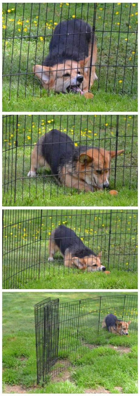 dog, fence, stupid