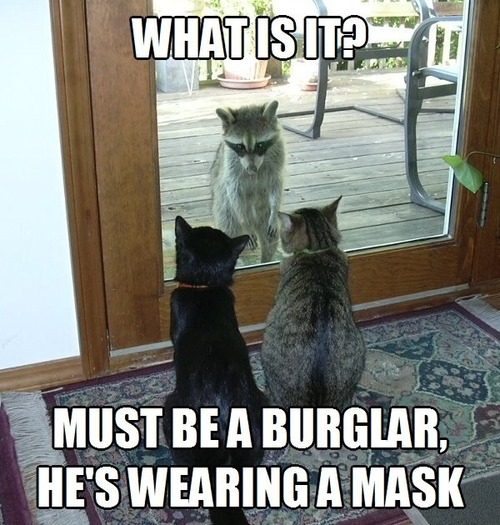 cat, racoon, meme, burglar