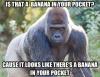 is that a banana in your pocket, cause it looks like there's a banana in your pocket, gorilla, meme