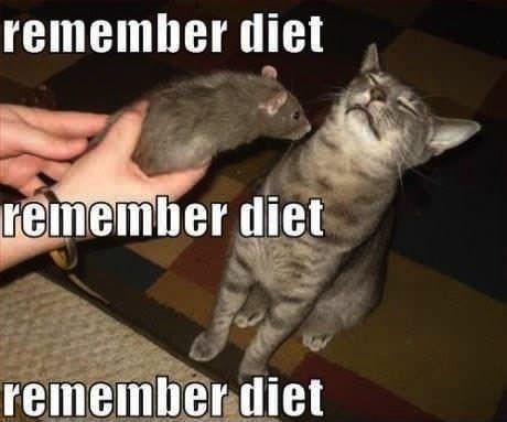 cat, diet, remember, mouse, lol