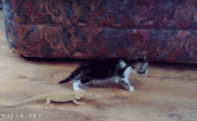 gif, kitten, lizard, flip, freak out