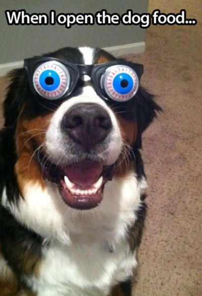 dog, glasses, bloodshot eyes, food, meme