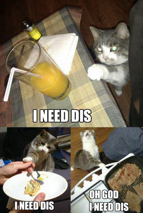 cat, i need this, food