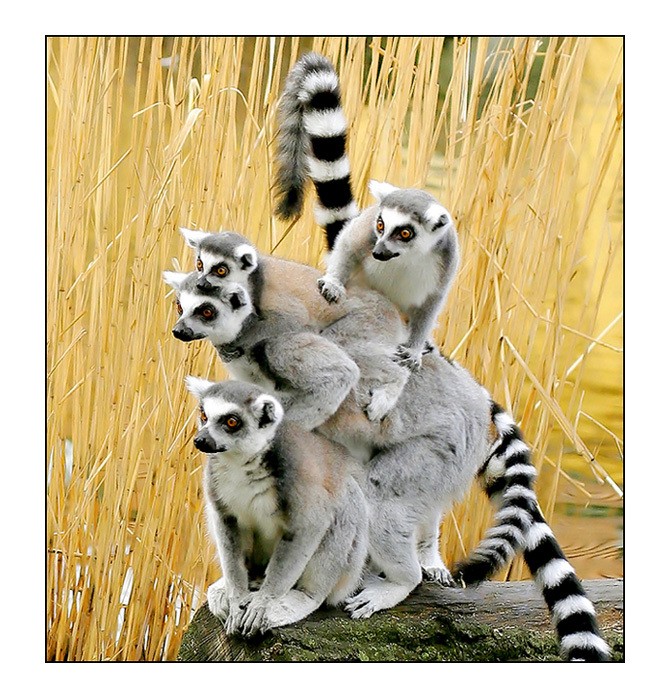 lemur, family, pile on