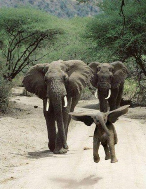 elephant, baby, fly, dumbo