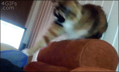 cat, gif, crazy, head shake, spin