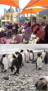 photobomb, totallylookslike, penguins, seal, father