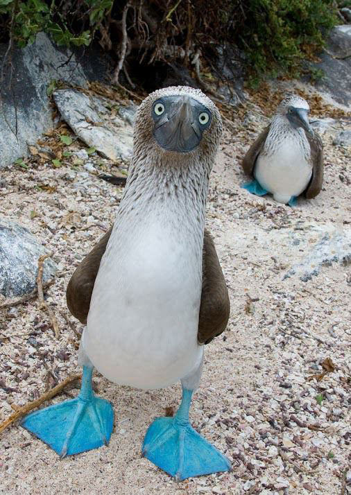 blue footed booby, animal, bird