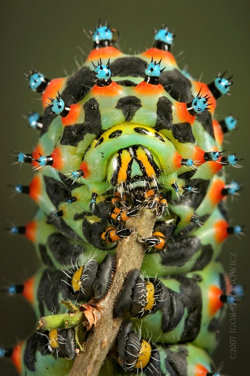 caterpillar, macro, colorful, insect