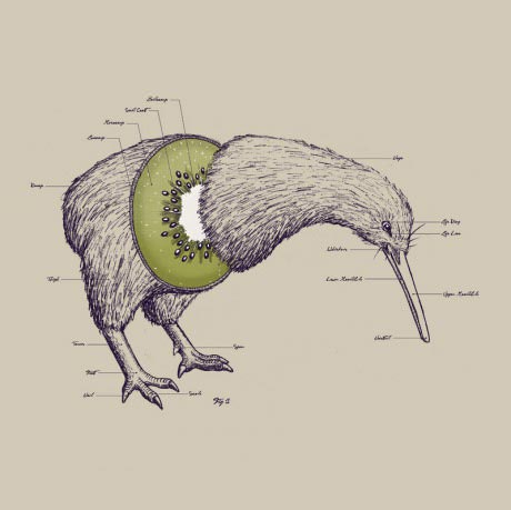 kiwi, bird, chart