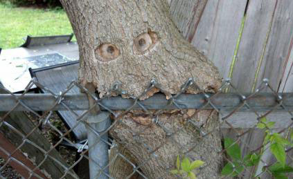 tree, fence, on nom, eat