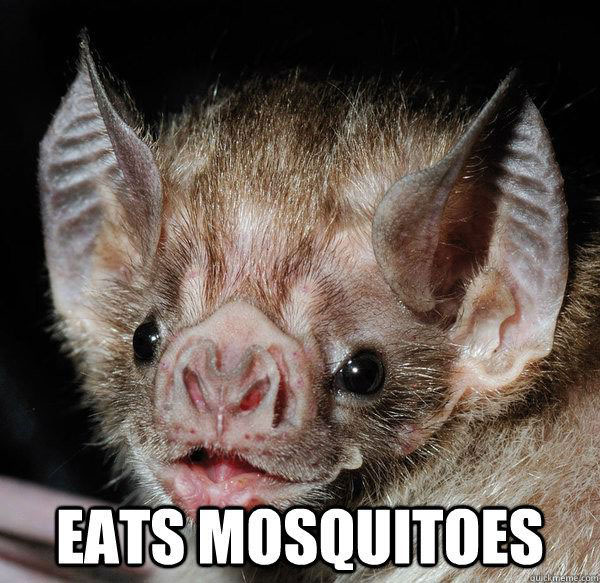 eats mosquitoes, meme, good guy bat
