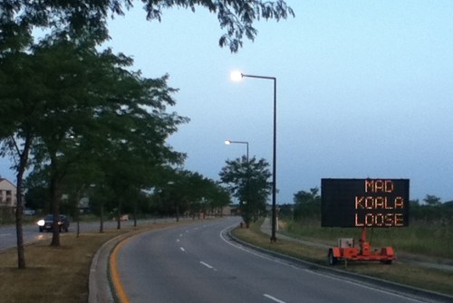 mad koala loose, road sign, wtf