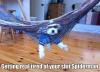 dog, thread hammock, fail, meme, spiderman
