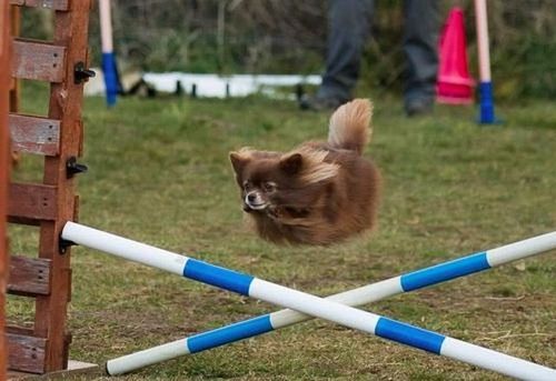 hover puppy, jump, legs