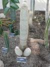 cactus, suggestive, nature fail
