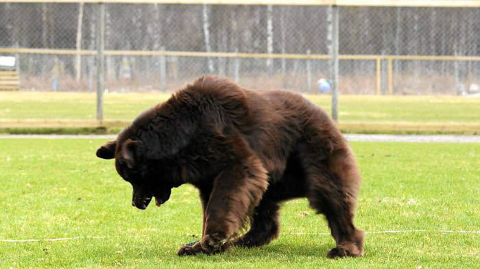 dog, totallylookslike, bear, newfoundland