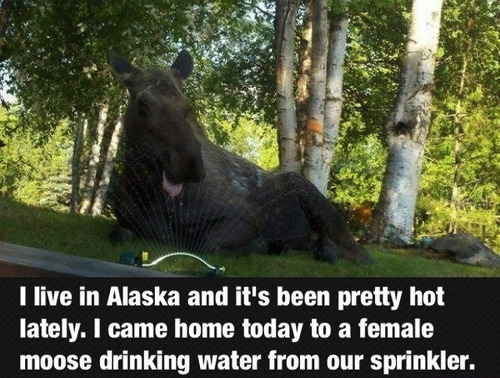 alaska, moose, drinking sprinkler, story, hot