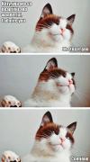 cat, compliments, continue, stop it