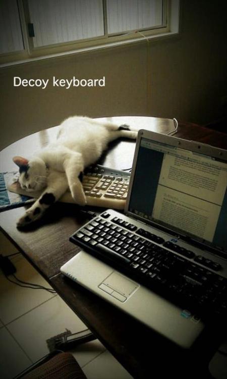 cat, decoy keyboard, sleep, clever, lol