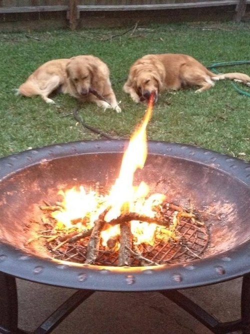 dog, fire, dragon, breathe, perspective