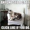 anyone see a cat?, click like if you do