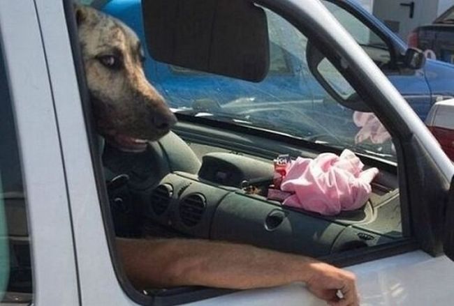dog, car, window, arm, perspective