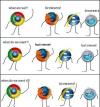 browsers, internet explorer, safari, firefox, chrome