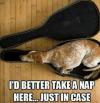 I'd better take a nap here, just in case, dog sleeping in a guitar case, meme