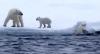 gif, polar bear, cub, save, water