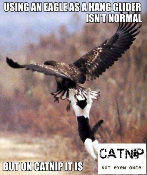 using an eagle as a hang glider isn't normal, but on catnip it is, catnip not even once