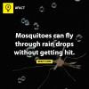 dyk, fact, rain, mosquitoes