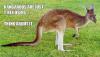 kangaroos are just t-rex deers, think about it, meme