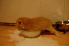 kitten drunk on milk can't help himself