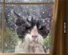 angry looking cat stuck outside in the rain