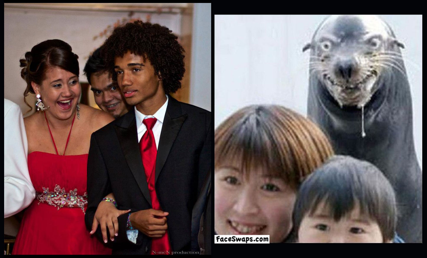 sea lion, totallylookslike, photobomb, meme