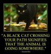 a black cat crossing your path signifies that the animal is going somewhere, groucho marx