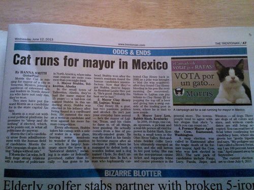 cat runs for mayor in mexico, news paper headline