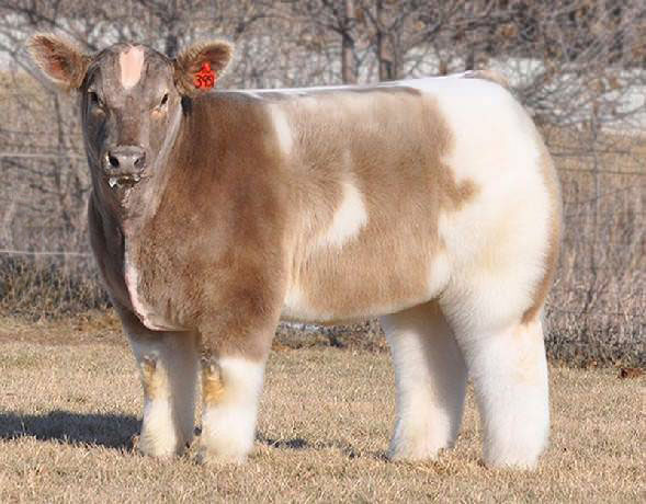 shampoo and blow dried cow