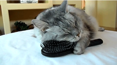 cat, brush, scratch self