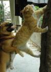 cat trying to escape humping dog