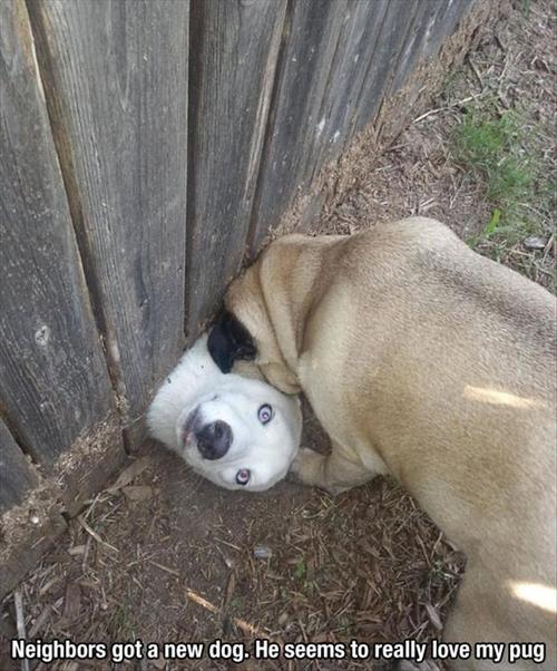 dog, story, neighbours, love, fence, head, lol