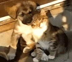 cat and dog cuddle up for a nap
