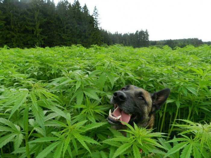 dog looking happy in a field of marijuana