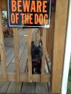 beware of the dog, puppy, cute, sign
