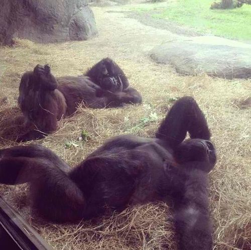 zoo, gorillas, chilling, relaxed