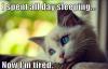 meme, cat, first world problems, sleep all day, tired